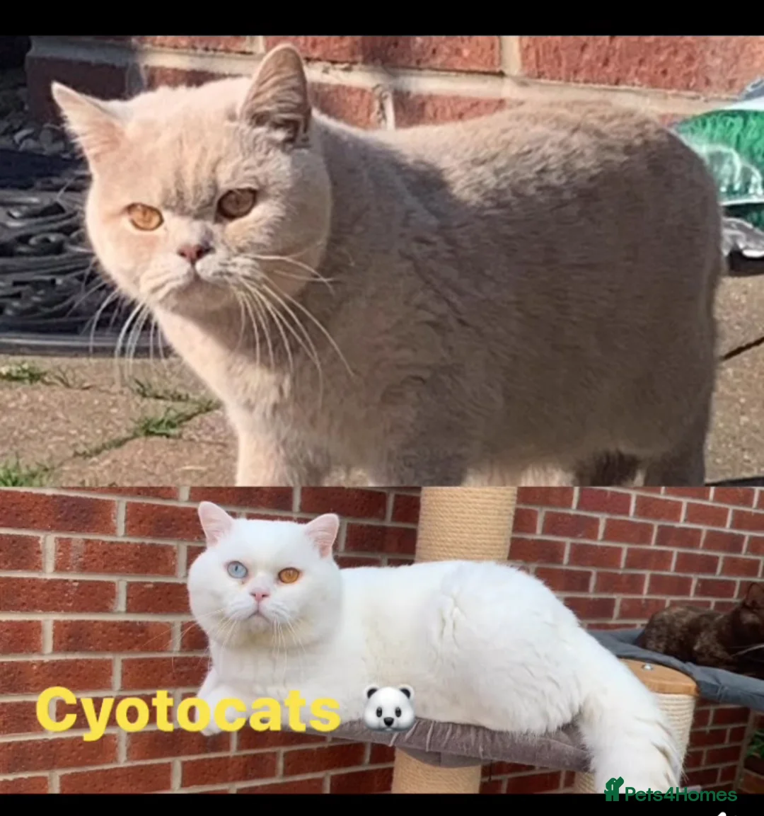 British Shorthair cats for sale: 💕Exceptional Bsh Bi-colour Boy💕 - Advert 5