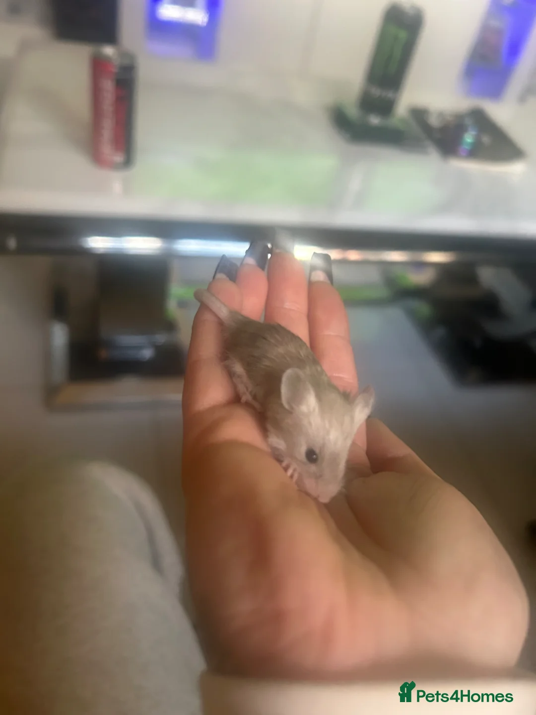 Mouse rodents for sale: Fancy mice for sale in Newcastle upon Tyne - Advert 2