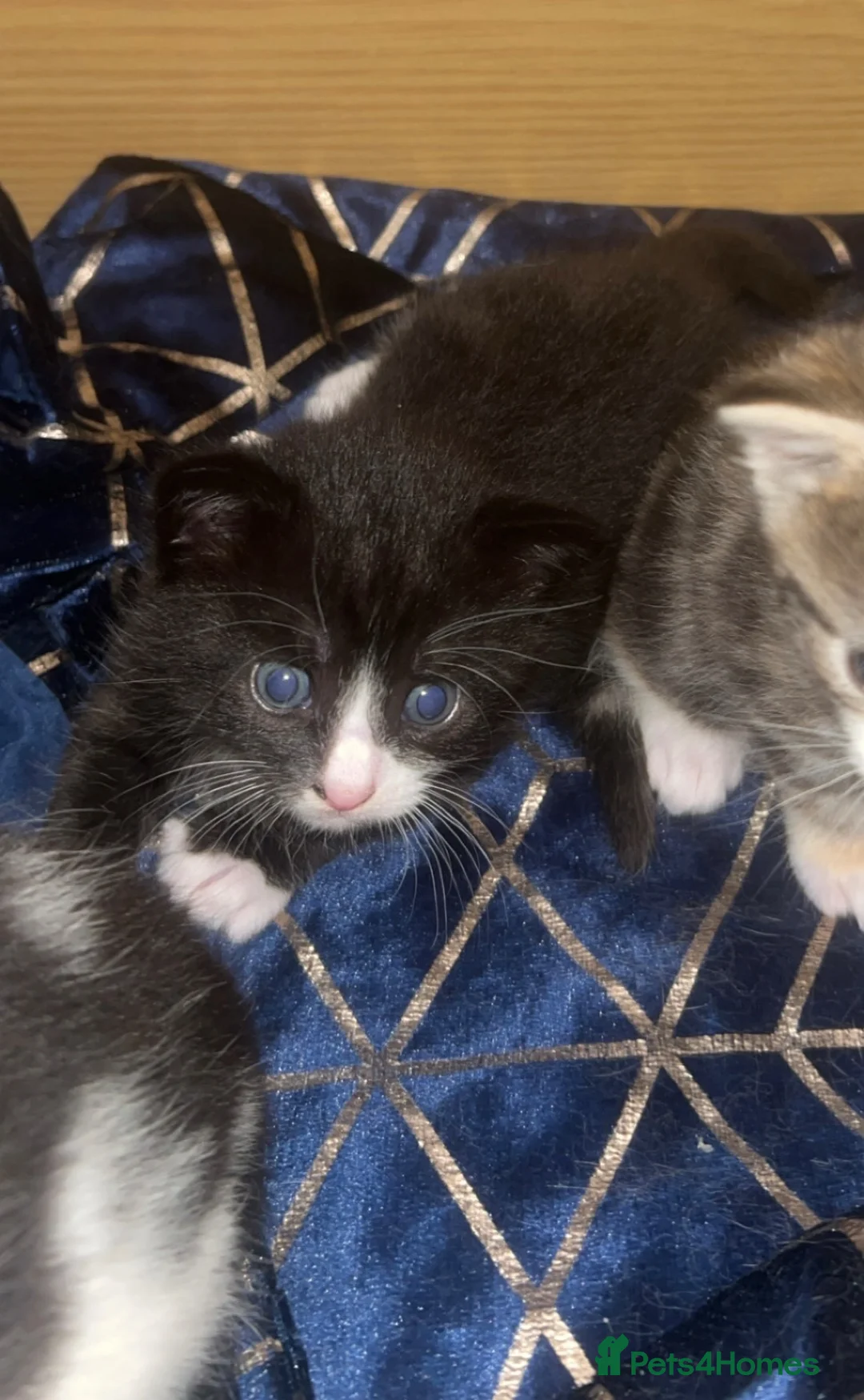 Mixed Breed cats for sale: Kittens  - Advert 5
