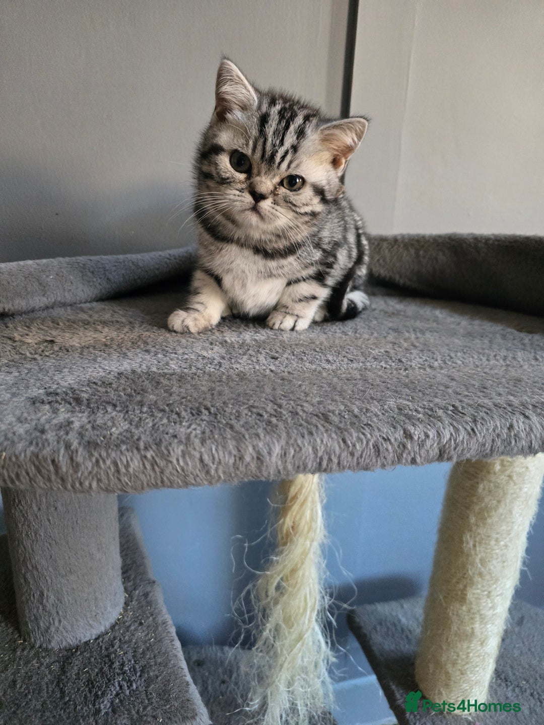 British Shorthair cats for sale: Last Beautiful bsh silver tabbie girl  - Advert 40