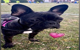 French Bulldog dogs for sale: French bulldog girl - Advert 1