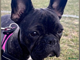 French Bulldog dogs French bulldog girl - Advert 1