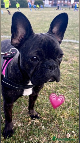 French Bulldog dogs French bulldog girl - Advert 1