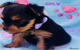 Yorkshire Terrier dogs for sale: Miniature Yorkshire terrier - Image 3
