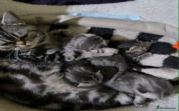 British Shorthair cats for sale: British shorthair tabby - Image 5