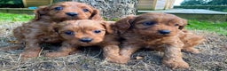 Toy Poodle dogs for stud: High health status red toy poodle. KC.reg in Carlisle - Advert 8