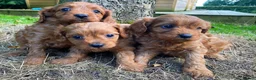 Toy Poodle dogs for stud: High health status red toy poodle. KC.reg in Carlisle - Advert 8