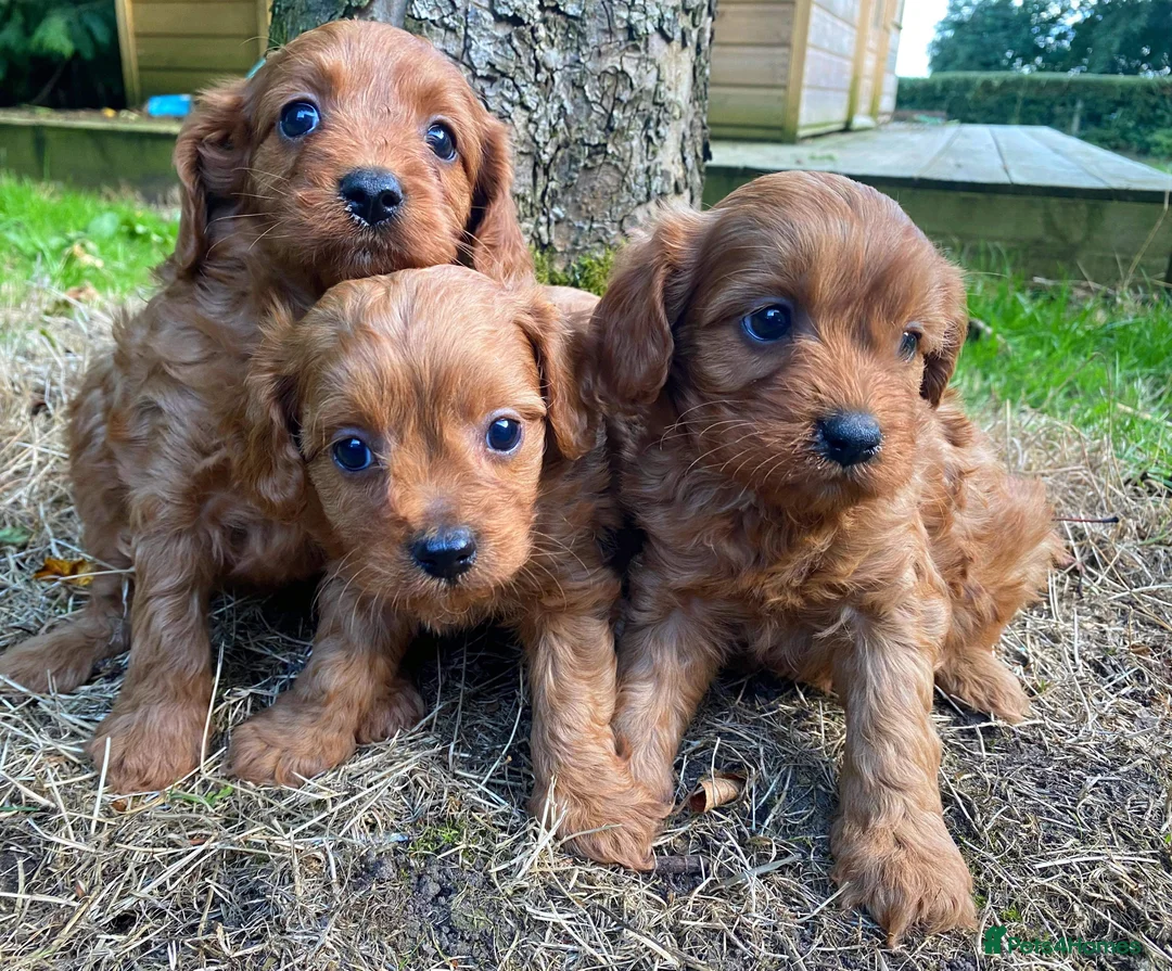 Toy Poodle dogs for stud: High health status red toy poodle. KC.reg in Carlisle - Advert 8