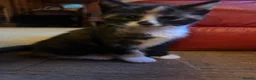 Mixed Breed cats for sale: Gorgeous Ginger, black & white female kitten in Clynderwen - Advert 9