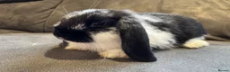 Mini Lop rabbits for sale: Pure Breed Mini Lop Babies  - Advert 7