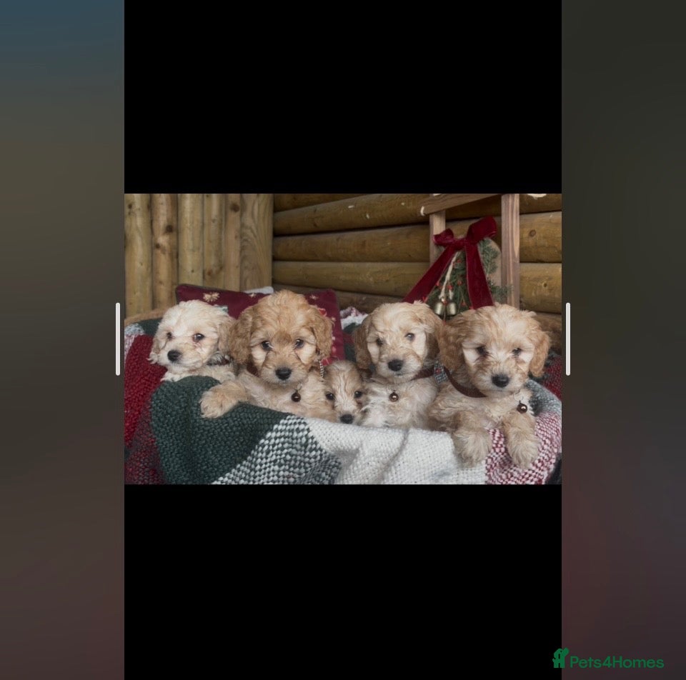Cockapoo dogs Beautiful miniature cockapoo s - Advert 15