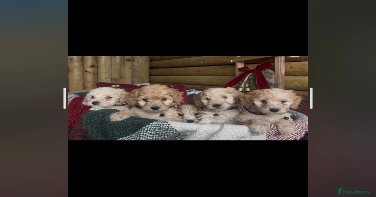 Cockapoo Puppies for sale | Pets4Homes