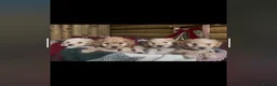 Cockapoo dogs for sale: Beautiful miniature cockapoo s in Chippenham - Advert 1