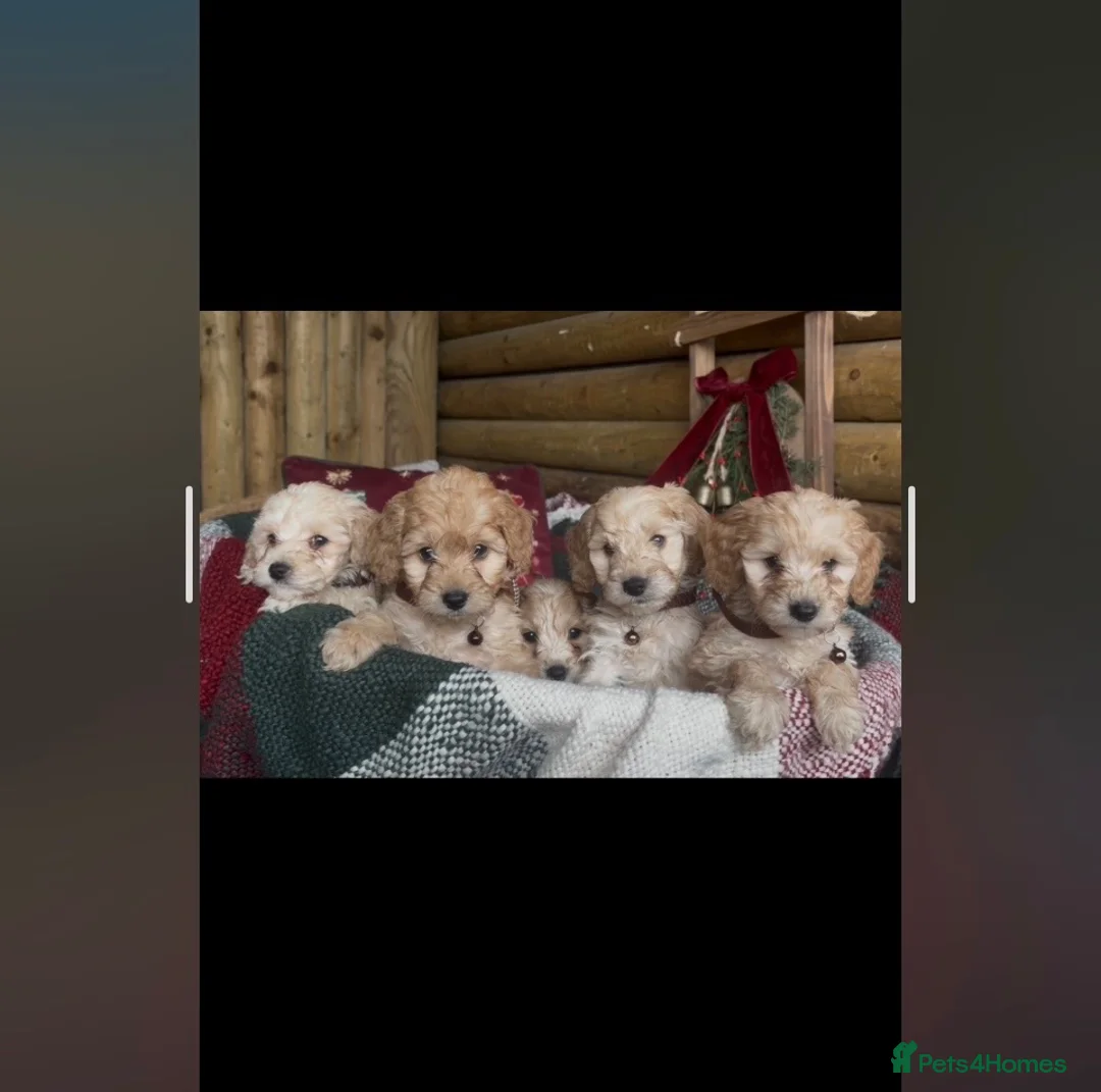 Cockapoo dogs for sale: Beautiful miniature cockapoo s in Chippenham - Advert 1