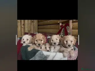 Cockapoo dogs Beautiful miniature cockapoo s - Advert 4