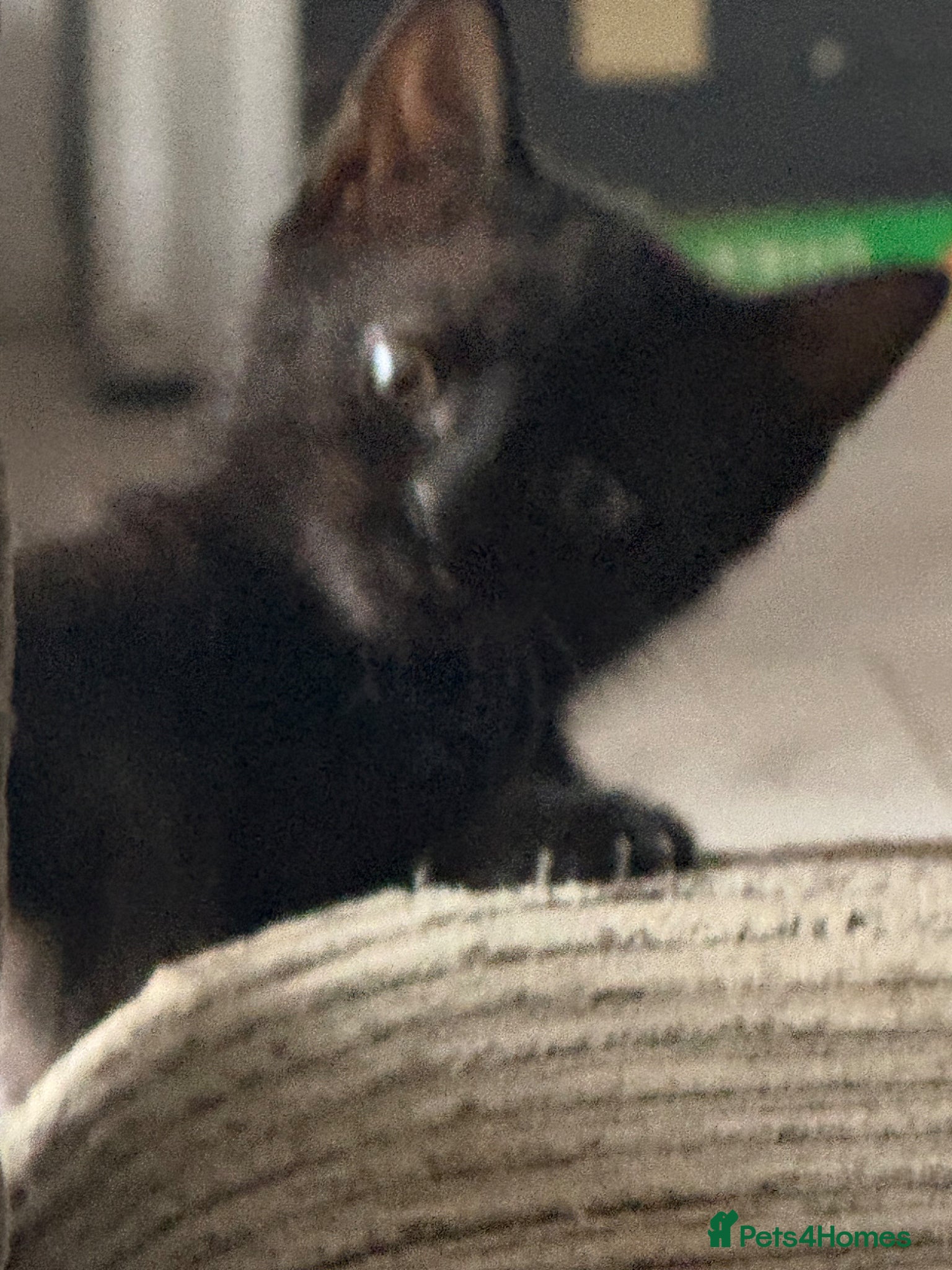 Mixed Breed cats for sale: 4 adorable kittens - Advert 6
