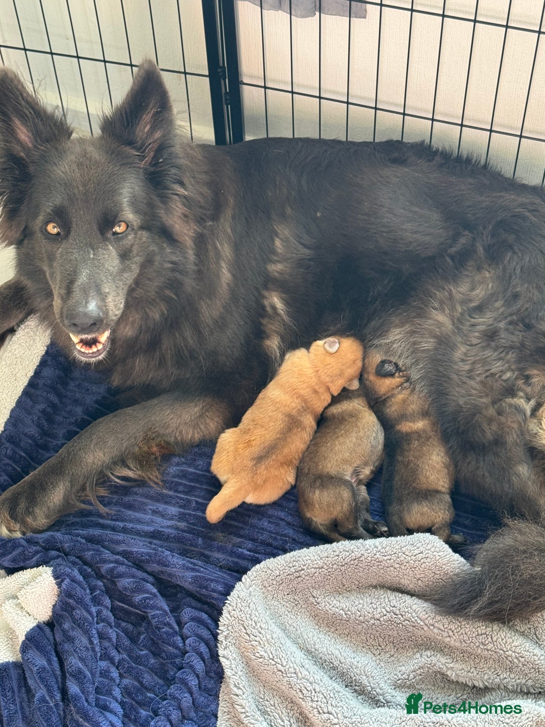 German Shepherd dogs for sale: Beautiful GSD boy - Image 6