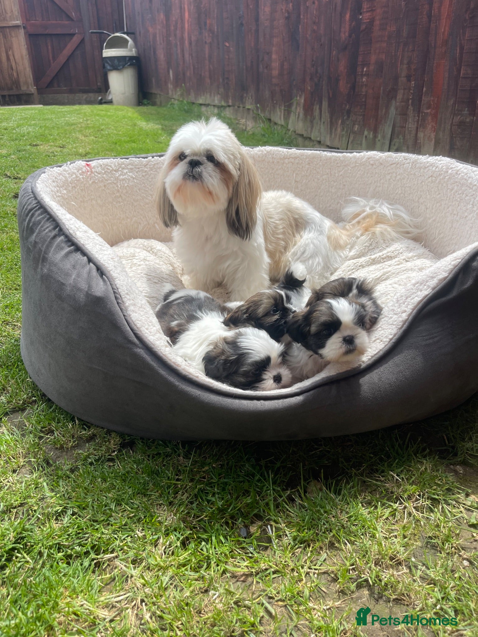 Shih Tzu dogs Shihtzu puppies for sale  - Advert 1