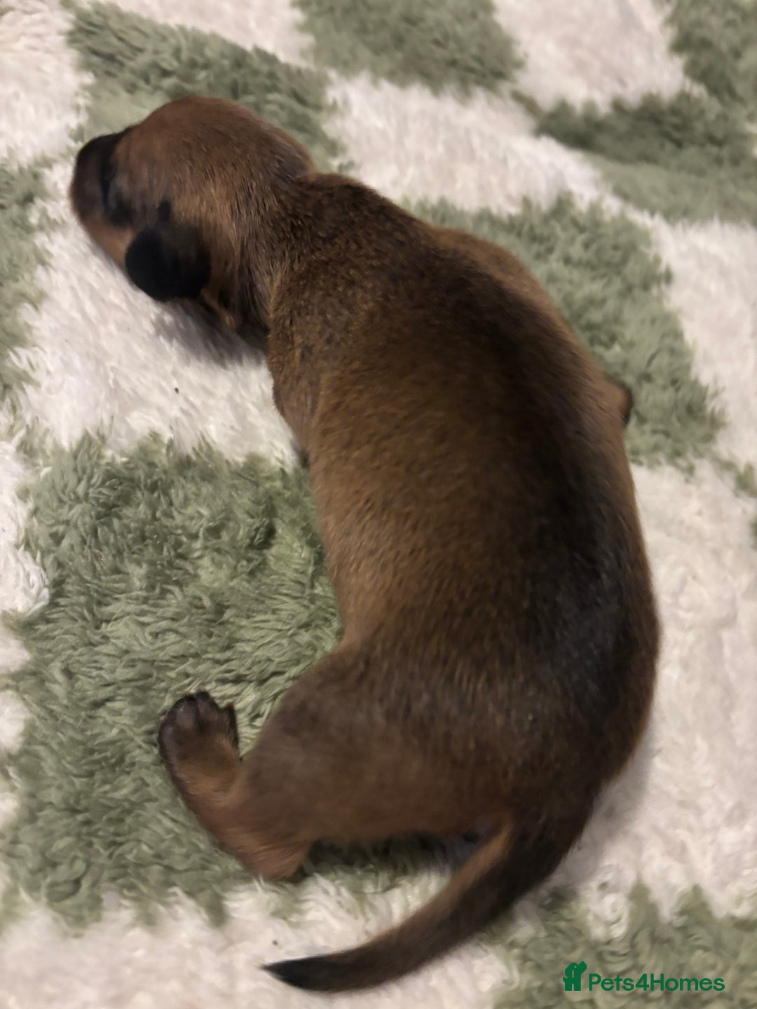 Miniature Dachshund dogs for sale: Miniature dachshund puppies!  - Advert 3