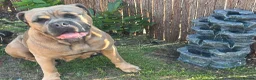 Cane Corso dogs for sale: Female 2.8yrs old  - Advert 1