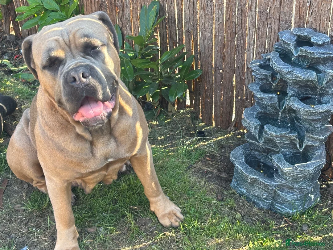Cane Corso dogs for sale: Female 2.8yrs old  - Advert 1