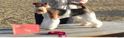 Fox Terrier dogs for sale: KC Registered Wire Fox Terrier 9 months old - Advert 6