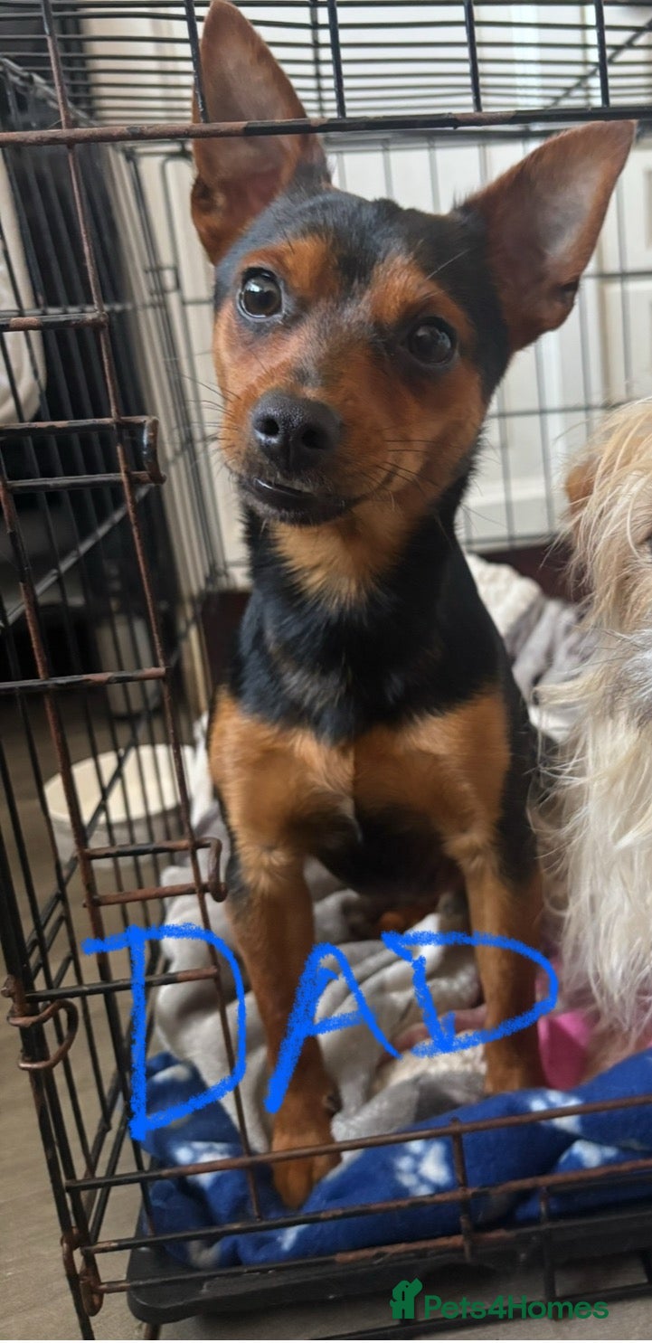 Mixed Breed dogs for sale: Cairmal X Jorkie puppies - Advert 4