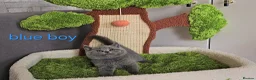British Shorthair cats for sale: British Shorthair kitten - Advert 19