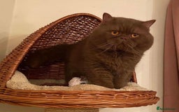 British Shorthair cats for sale: Beautiful bsh kittens available for forever homes  - Image 8