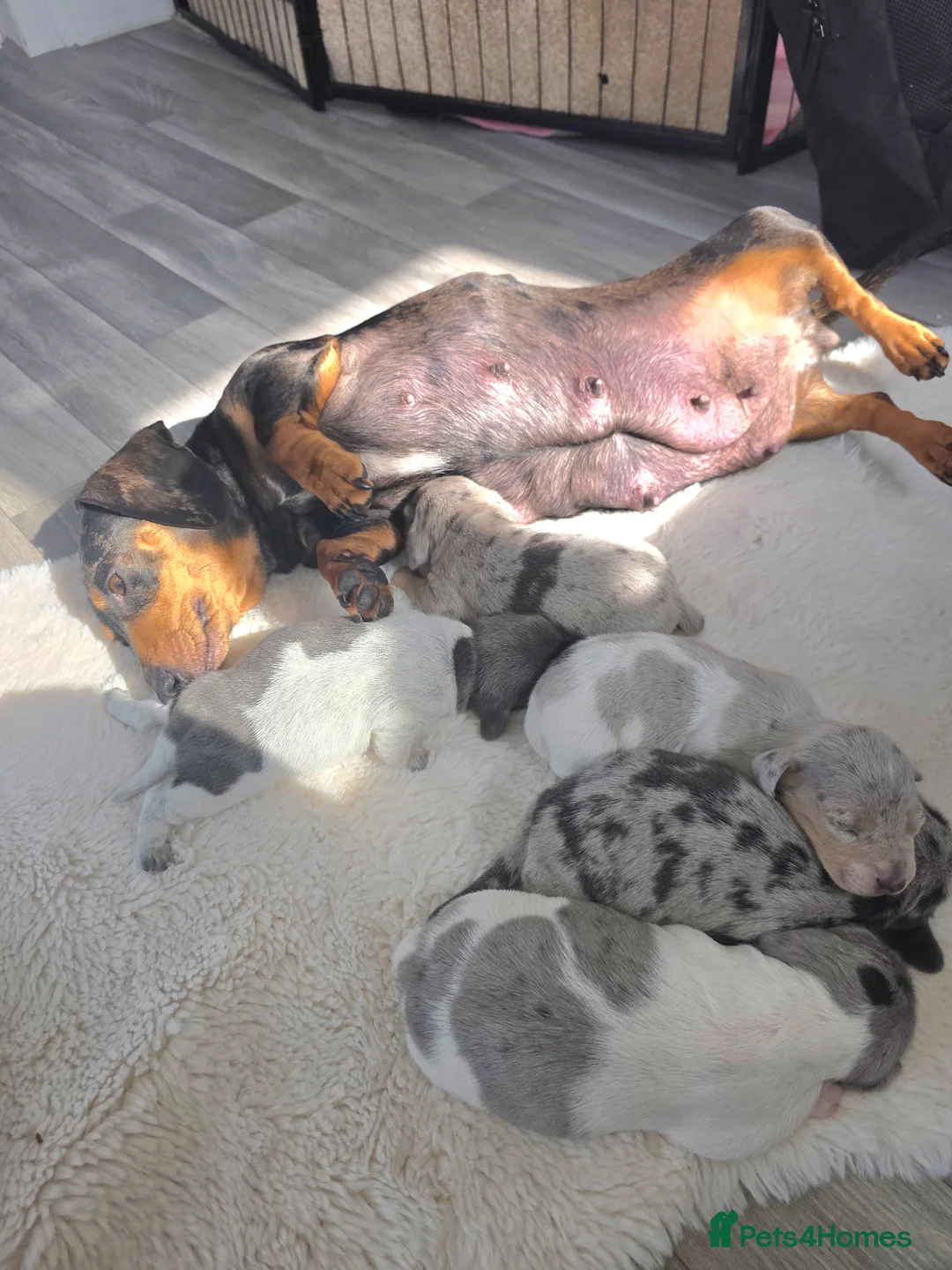 Miniature Dachshund dogs for sale: Miniature smooth dachshunds - Advert 1