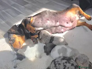 Miniature Dachshund dogs Miniature smooth dachshunds - Advert 3