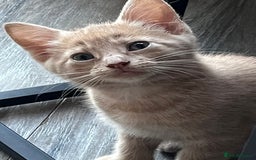 Mixed Breed cats for sale: Cute babies ready to leave  - Image 6
