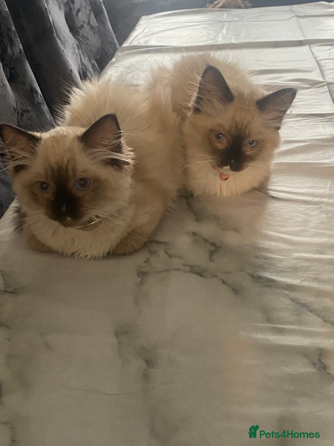 Ragdoll cats for sale: 2 beautiful rag doll kittens for sale - Advert 5