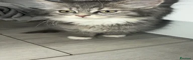 Persian Kitten 1