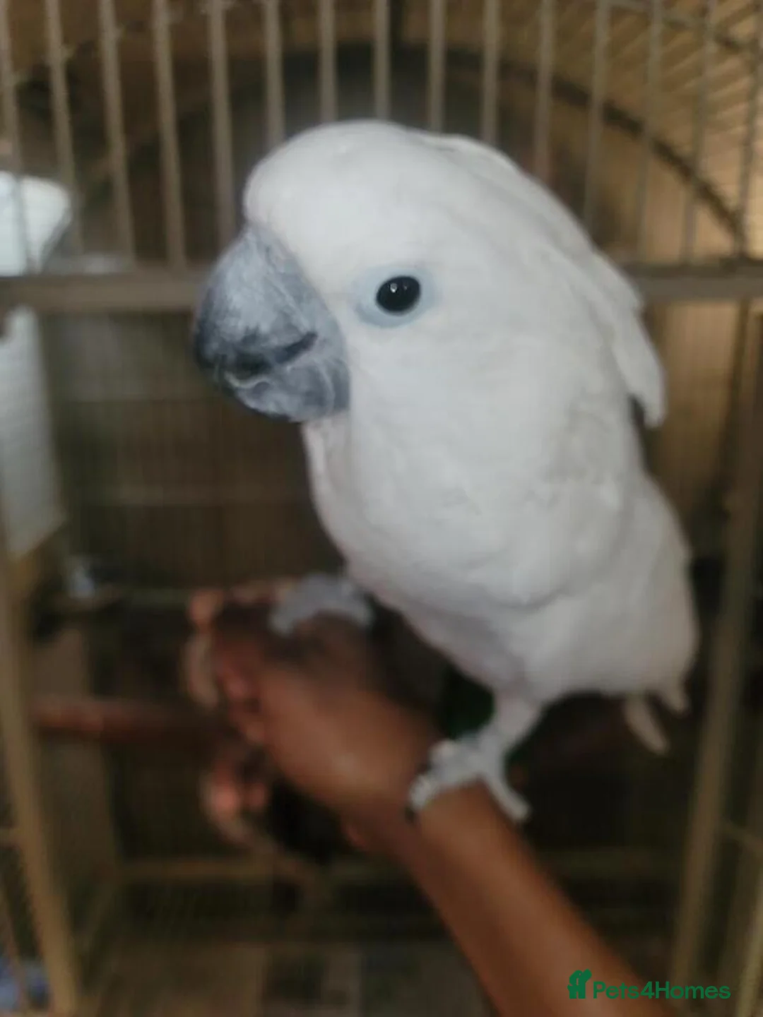 Cockatoo birds for sale: Umbrella Cockatoo  in Ventnor - Advert 1