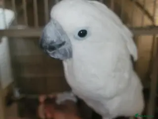 Cockatoo birds Umbrella Cockatoo - Advert 1