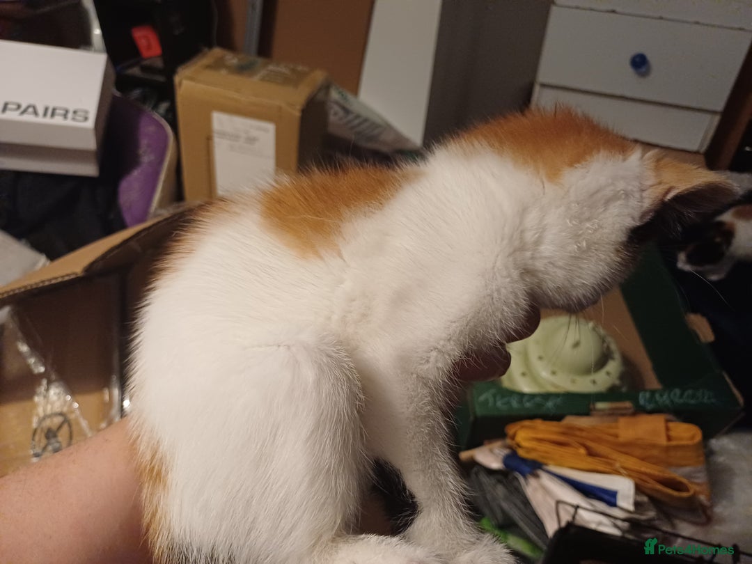 Mixed Breed cats for sale: Two calico kittens looking for their forever homes - Image 3