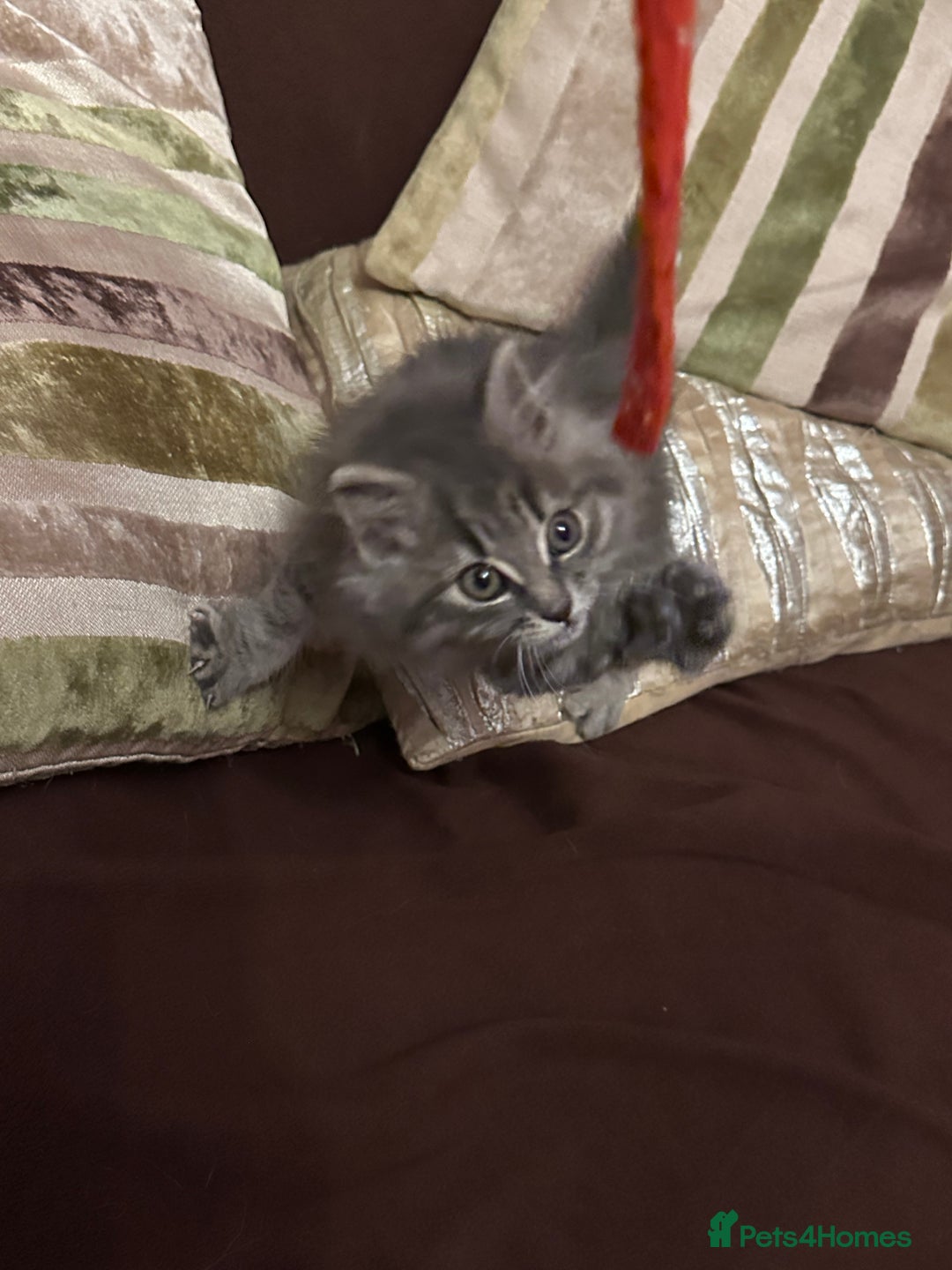 Mixed Breed cats for sale: Stunning fluffy grey boy - Advert 4