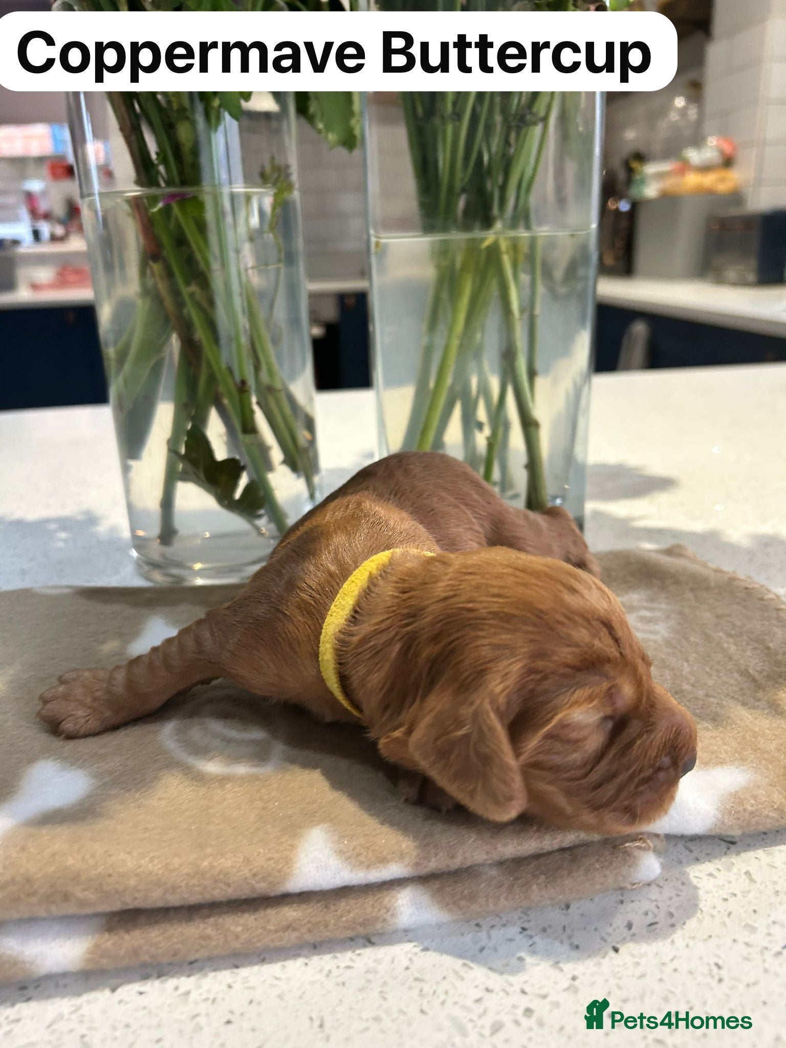 Cocker Spaniel dogs KC Reg Stunning Red Working Cocker Pups - Kent - Advert 1