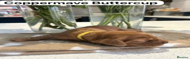 Coopermave Buttercup