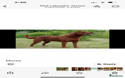Labrador Retriever dogs for sale: KC Registered Fox Red Labrador puppies - Image 2