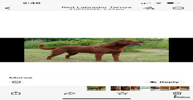 Labrador Retriever dogs - Advert 15