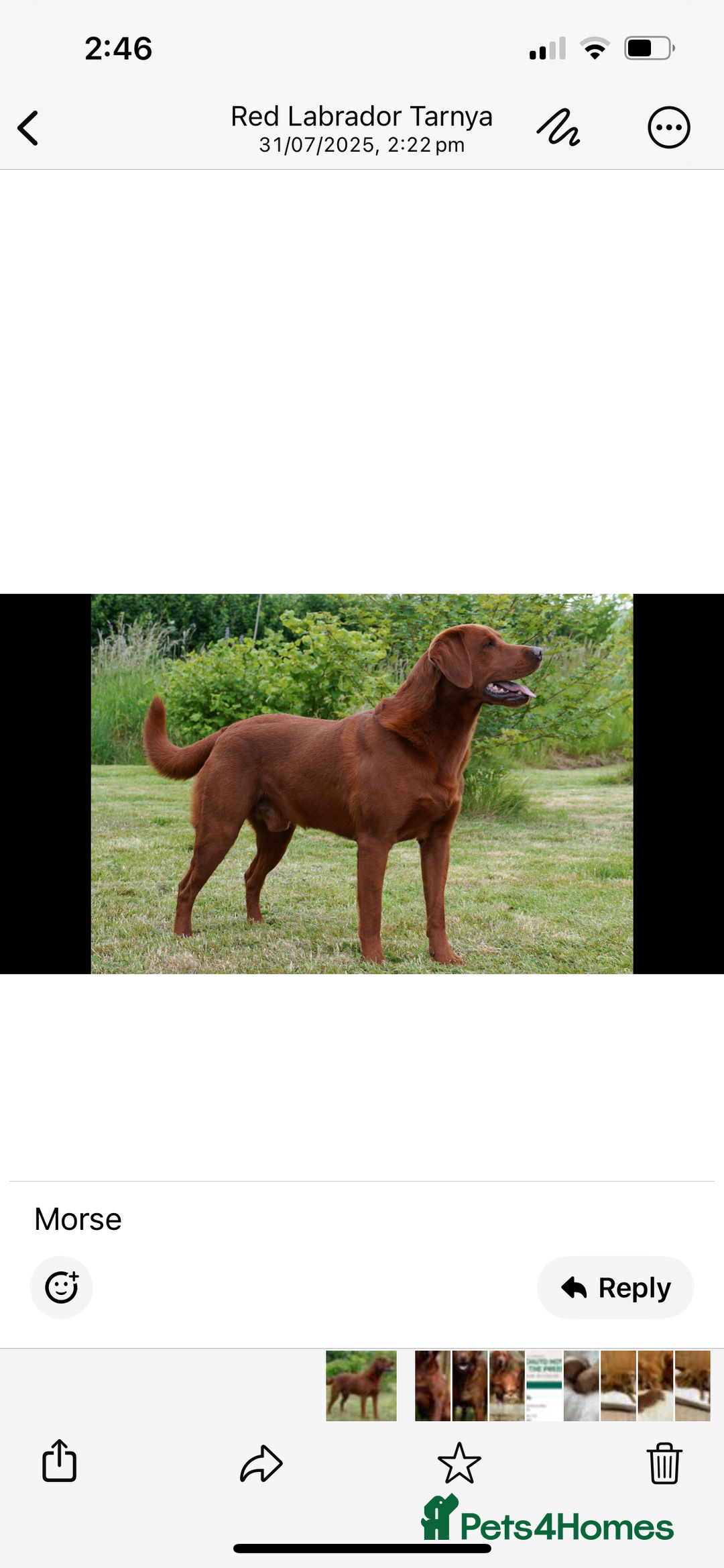 Labrador Retriever dogs for sale: KC Registered Fox Red Labrador puppies - Image 2