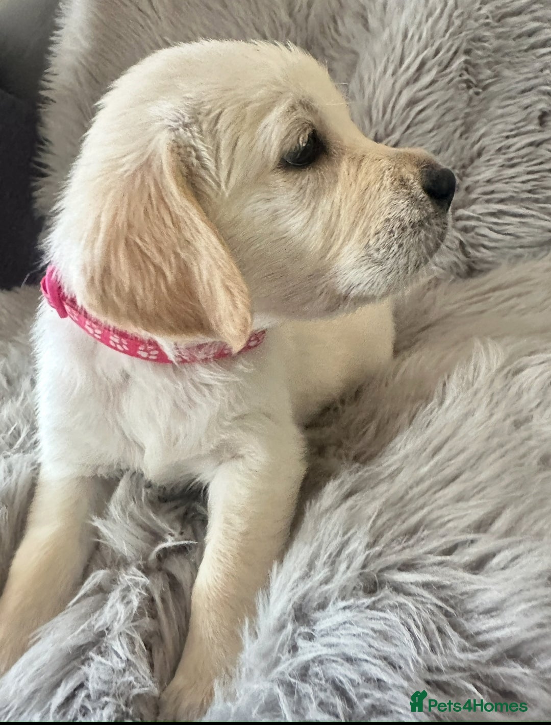 Golden Retriever dogs for sale: KC REGISTERED GOLDEN RETRIEVER PUPS - Image 15