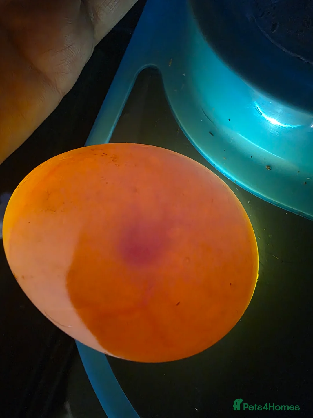 Ducks poultry for sale: Fertile Hatching Duck Eggs x 6 - Advert 2