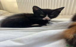 Domestic Shorthair cats for sale: 2 beautiful kittens  - Image 6