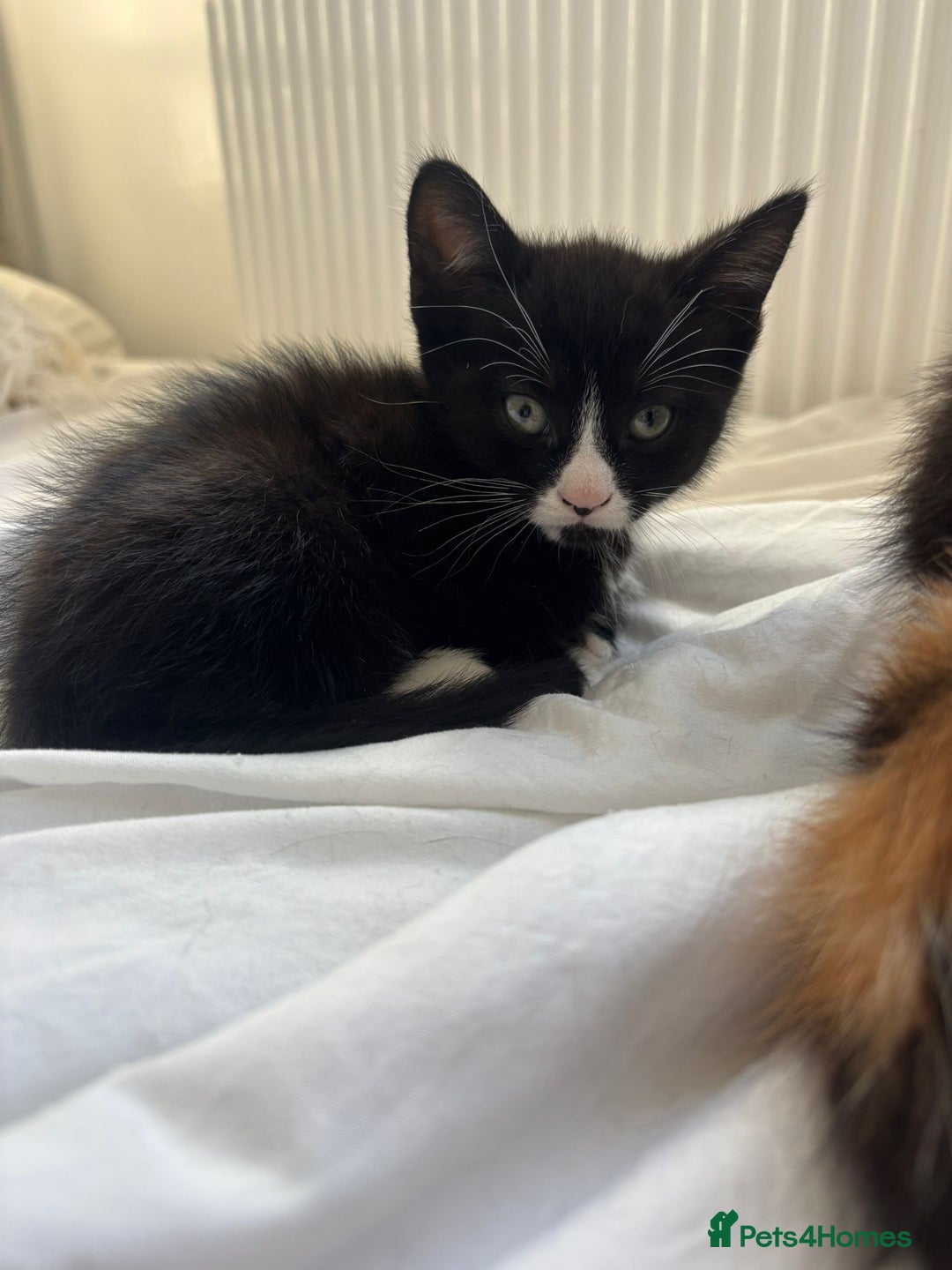 Domestic Shorthair cats for sale: 2 beautiful kittens  - Image 6