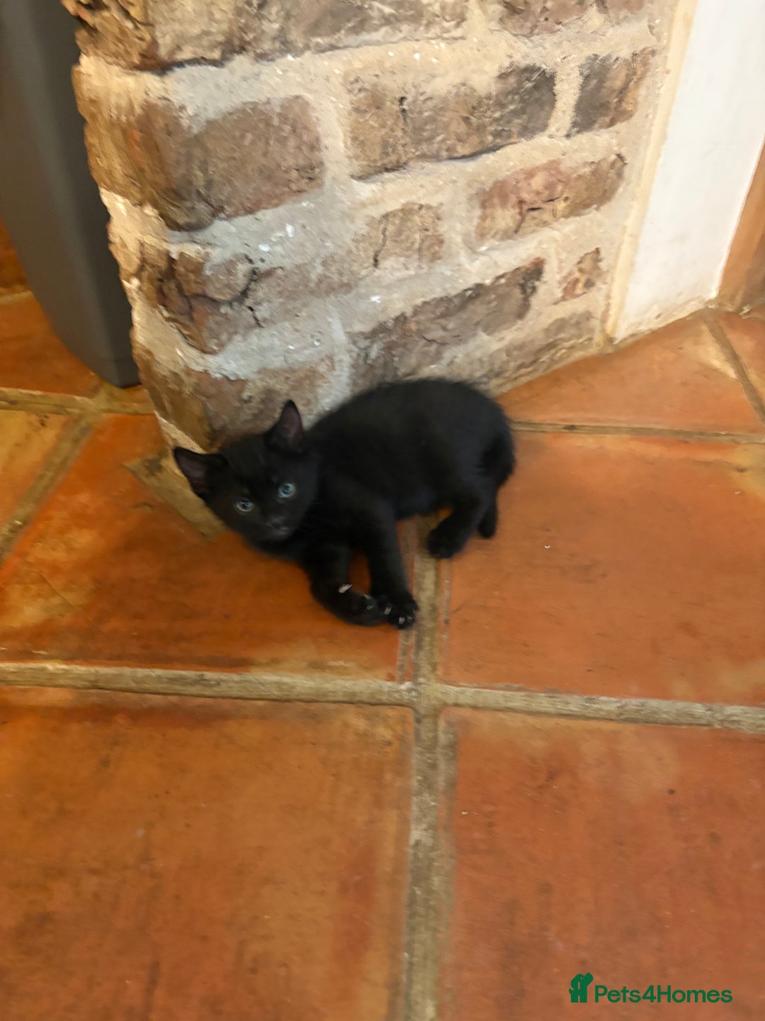 Mixed Breed cats for sale: Beautiful kittens ready soon ** - Image 5