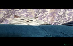 British Shorthair cats for sale: Pedigree British Short-hair kittens  - Image 13
