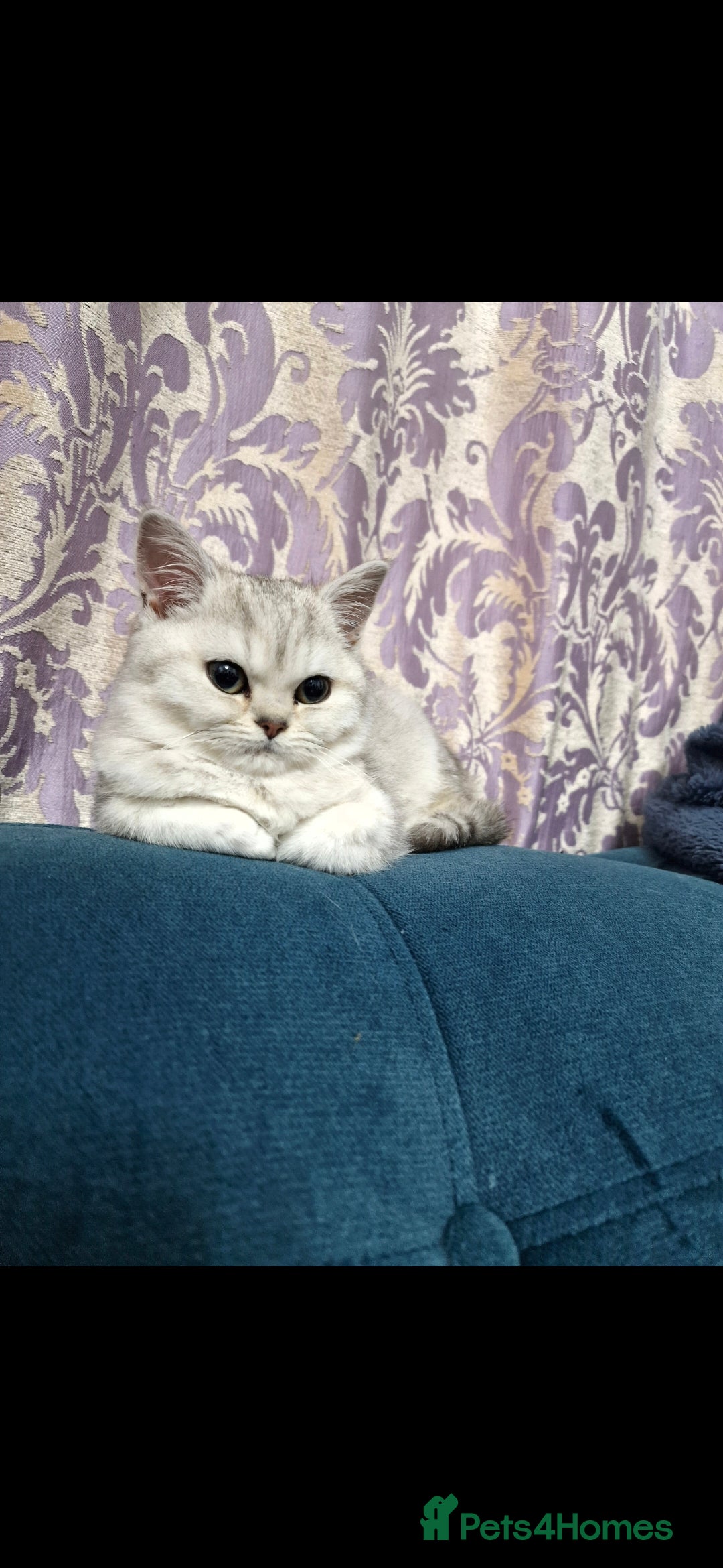 British Shorthair cats for sale: Pedigree British Short-hair kittens  - Image 13